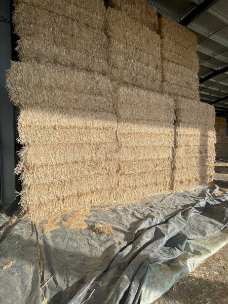 2023 Windrowed Wheaten Straw