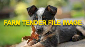 WANTED Seeking Blue or Red Heeler