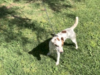 Jack Russell 2.8 Year old