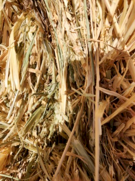 2023 Oaten hay Shedded 8x4x3