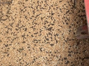 WANTED Gradings of Lentils, Lupins, Mung Beans or Chickpeas