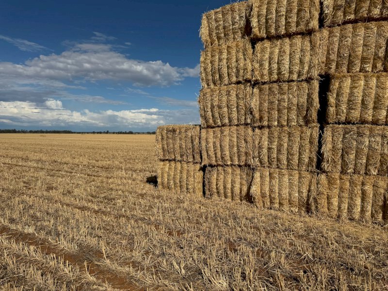 270 mt Wheaten Hay 550kg 8x4x3 Bales