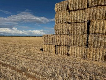 270 mt Wheaten Hay 550kg 8x4x3 Bales