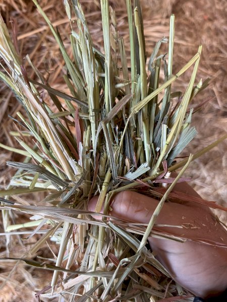 2 x B-Double Loads of 23 Season Oaten Hay