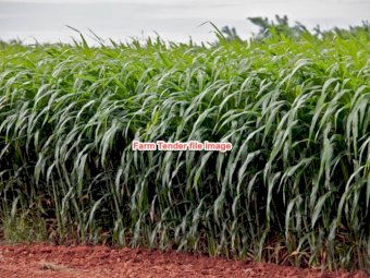 Expression of interest  Forage Sorghum hay