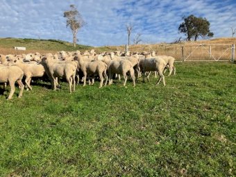80 White Suffolk Merino First Cross Ewes