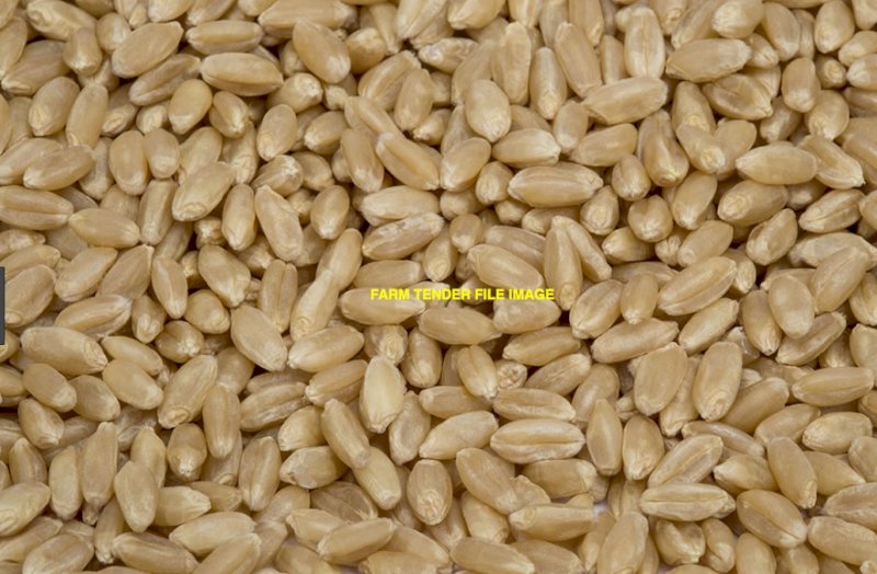 APW Wheat