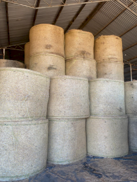 30 x Lucerne Hay 580-600kg 5x4 Round Bales