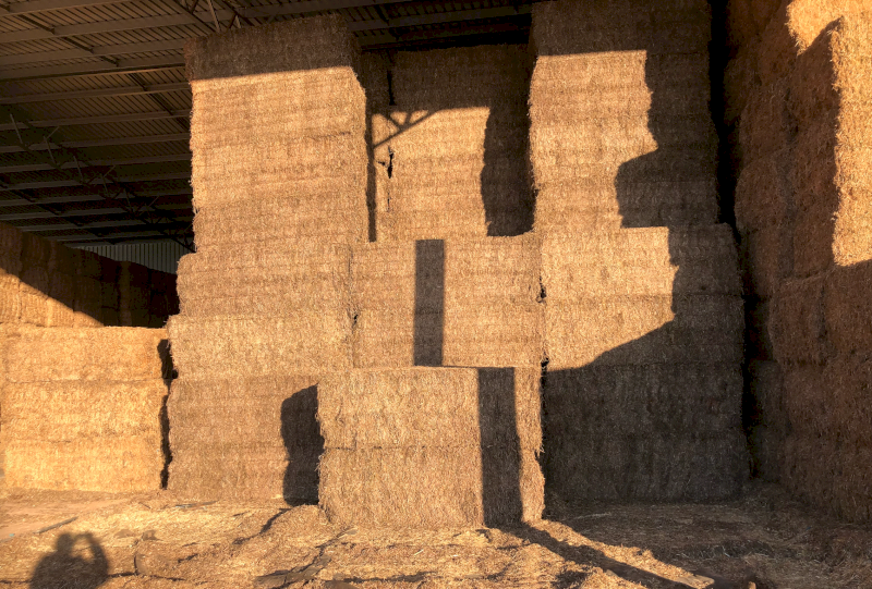 280mt Vetch Hay 625kg 8x4x3 Bales