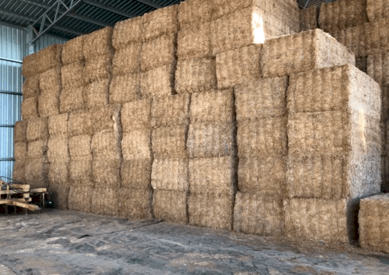 160mt Vetch Hay 700kg 8x4x3 Bales