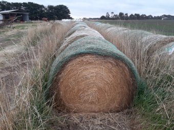 Phalaris Hay in Round Bales