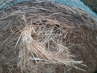 Phalaris Hay in Round Bales