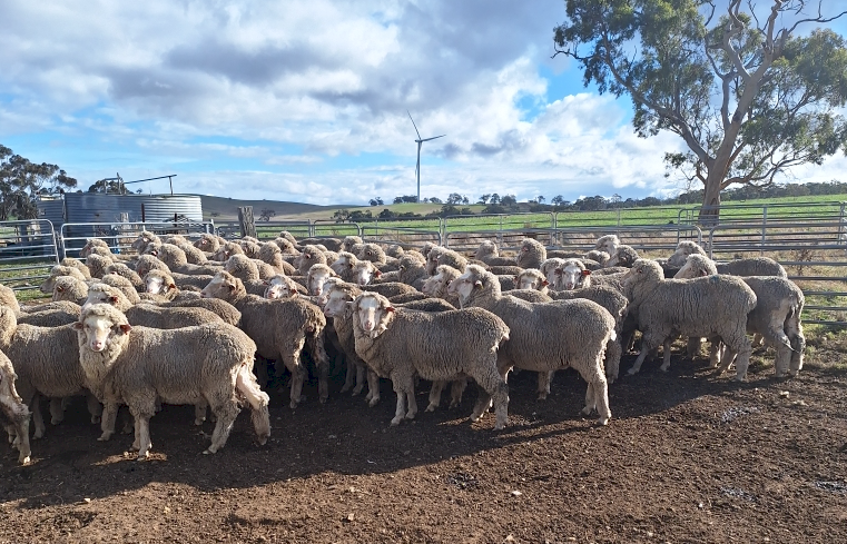 80 x Merino Ewes