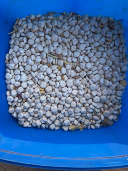 240 mt Albis Lupins