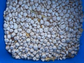 240 mt Albis Lupins