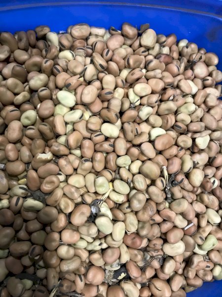 120 mt Warder Faba Beans