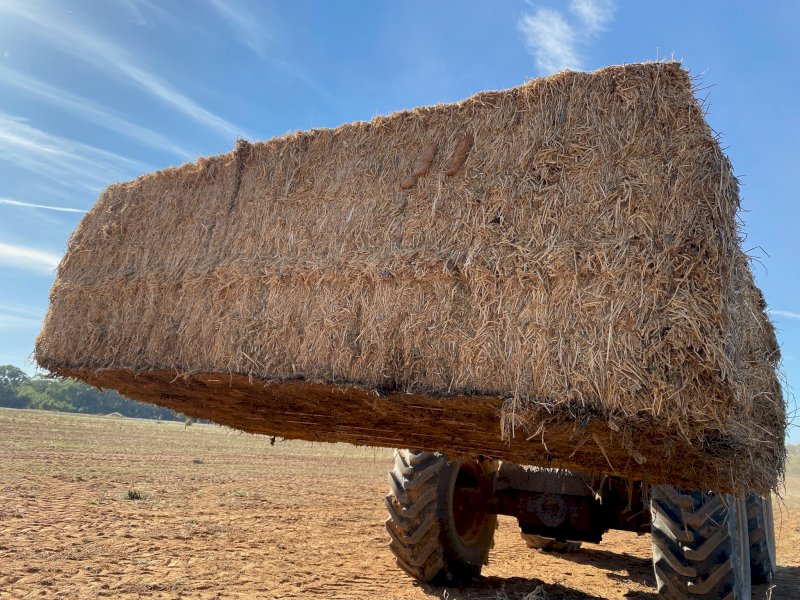 5.5MT Vetch Hay 8X4X3 Large Square Bales