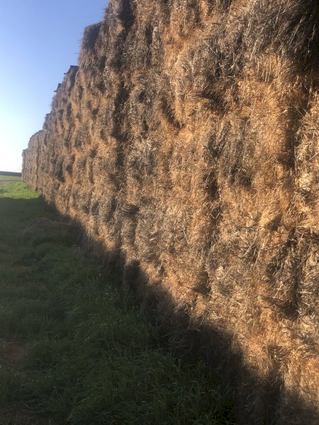 800mt Wheaten Hay 600kg 8x4x3 Bales
