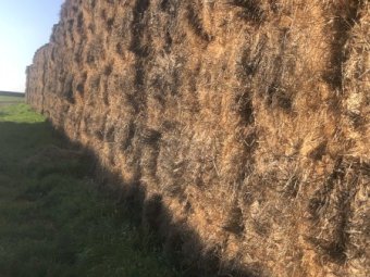 800mt Wheaten Hay 600kg 8x4x3 Bales