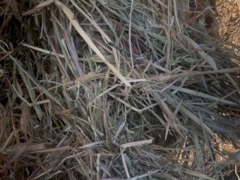 800mt Wheaten Hay 600kg 8x4x3 Bales