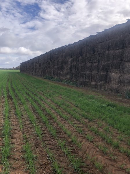 700mt Vetch Hay 600kg 8x4x3 Bales