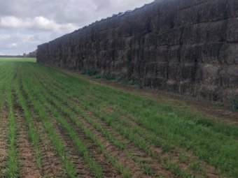 700mt Vetch Hay 600kg 8x4x3 Bales