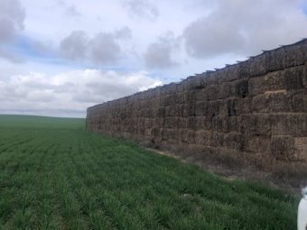 1500mt Vetch Hay 600kg 8x4x3 Bales