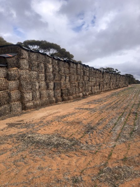 1000mt Canola Hay 600kg 8x4x3 Bales