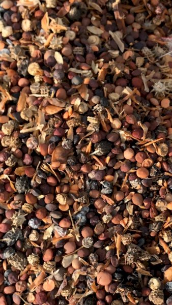 300mt Lentil Screenings
