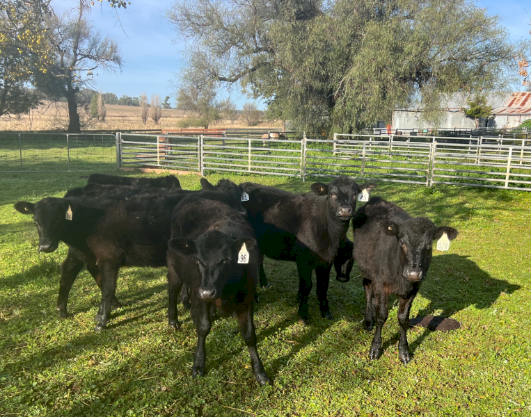 7 x Angus Calves