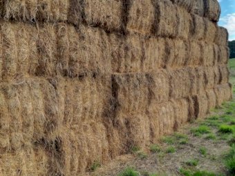 Lucerne & barley hay, baled from lucerne paddock oversown with barley.