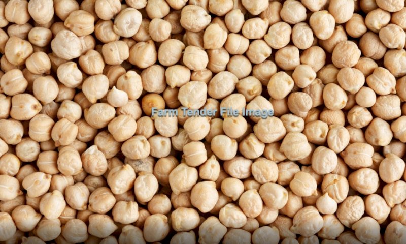 70 mt Kabuli chickpeas