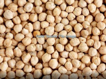 70 mt Kabuli chickpeas
