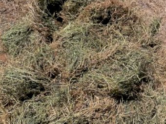160mt Vetch Hay 600kg 8x4x3 Bales