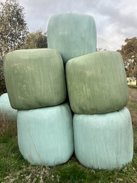 Lucerne Silage