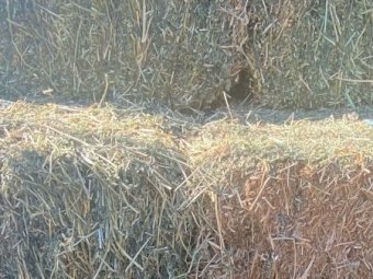600 x Prime Irrigated Lucerne Hay