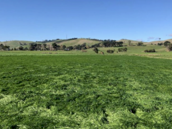 FodderBoosta - Ex Geelong