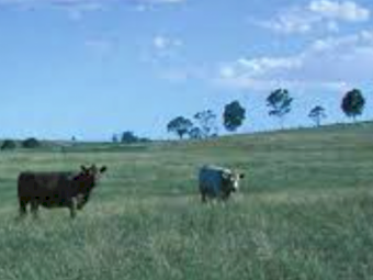 PastureBoosta - Ex Geelong