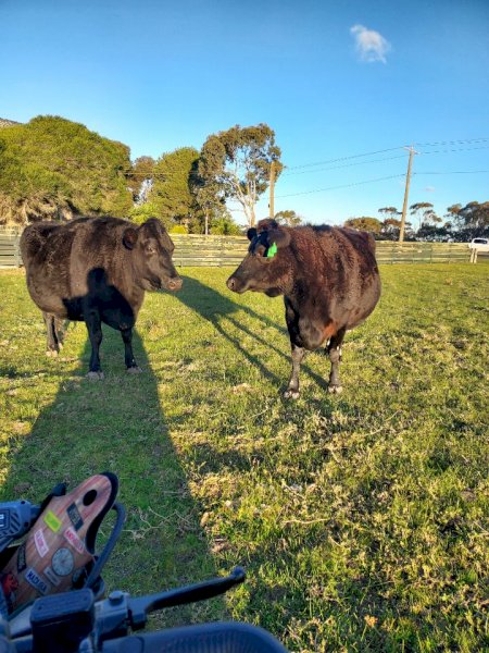 2 x Beef Cattle
