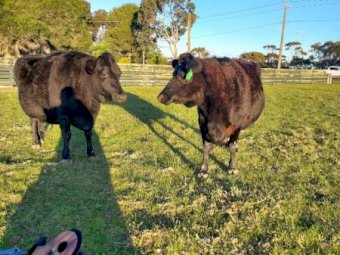 2 x Beef Cattle