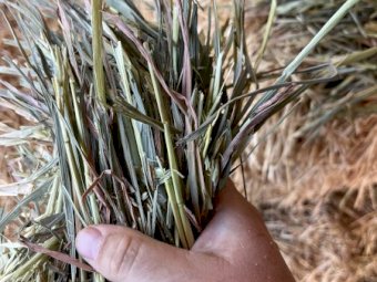 2021 & 2023 Oaten Hay