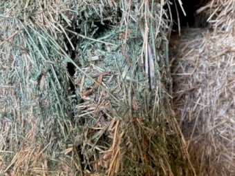 50mt Lucerne Hay 670kg 8x4x3 Bales