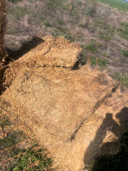 130 x Oaten Hay 8x4x3 Top Bales