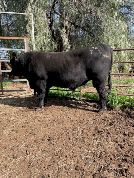 Registered Stud  HBR Angus  Bull