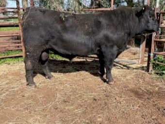 Registered Stud HBR Angus Bull