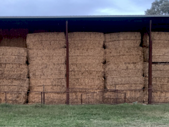 20 x Vetch Hay 530kg 8x4x3 Bales (Negotiable last bales)