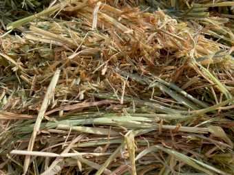 1050 x Pasture & Oaten Small Squares in Bale Baron Packs (21)