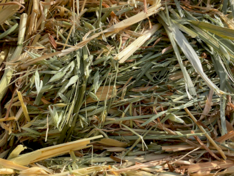 1050 x Pasture & Oaten Small Squares in Bale Baron Packs (21)