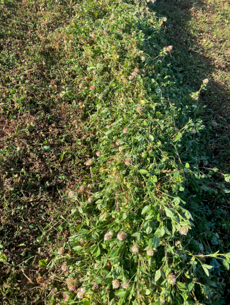 1400 x Clover Hay Bale Baron Packs (21)