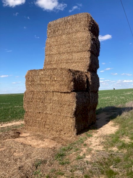 15MT Vetch Hay 8X4X3 Large Square Bales